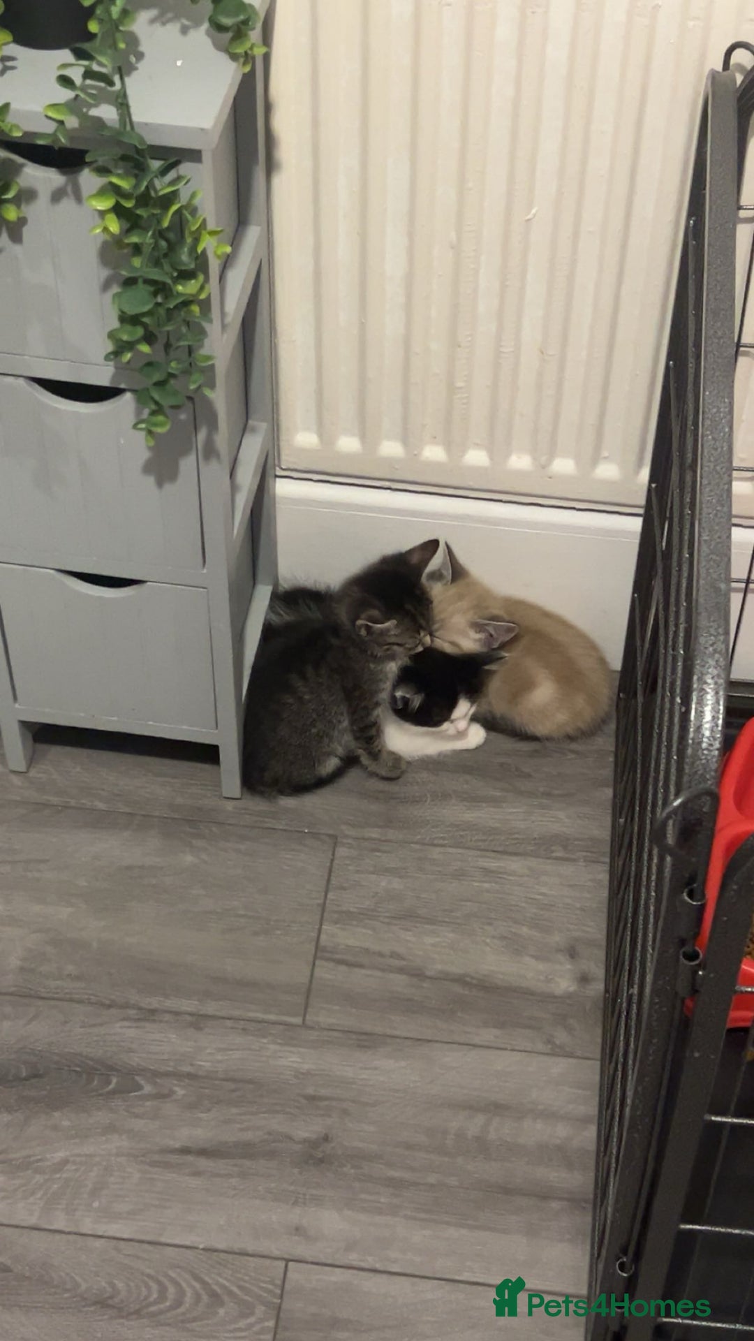 Ragamese cats for sale: Beautiful ragamese/bengal  - Image 12