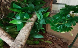 Gecko reptiles for sale: Gargoyle female with setup  - Image 3