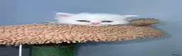 Persian cats for sale: Persian kittens for sale - blue eye beauty  - Advert 1
