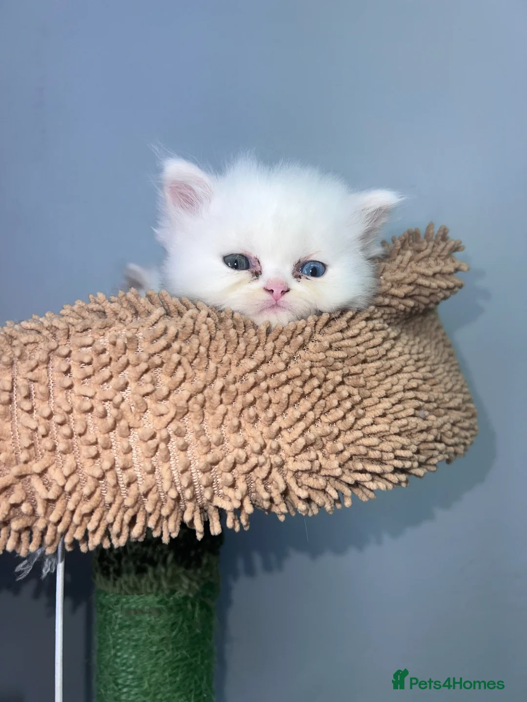 Persian cats for sale: Persian kittens for sale - blue eye beauty  - Advert 1
