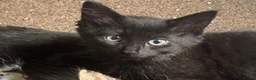 Mixed Breed dogs for sale: Mixed blk&wht  kittens available now - Advert 5