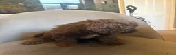 Mixed Breed dogs for sale: cockerpoo  - Advert 18