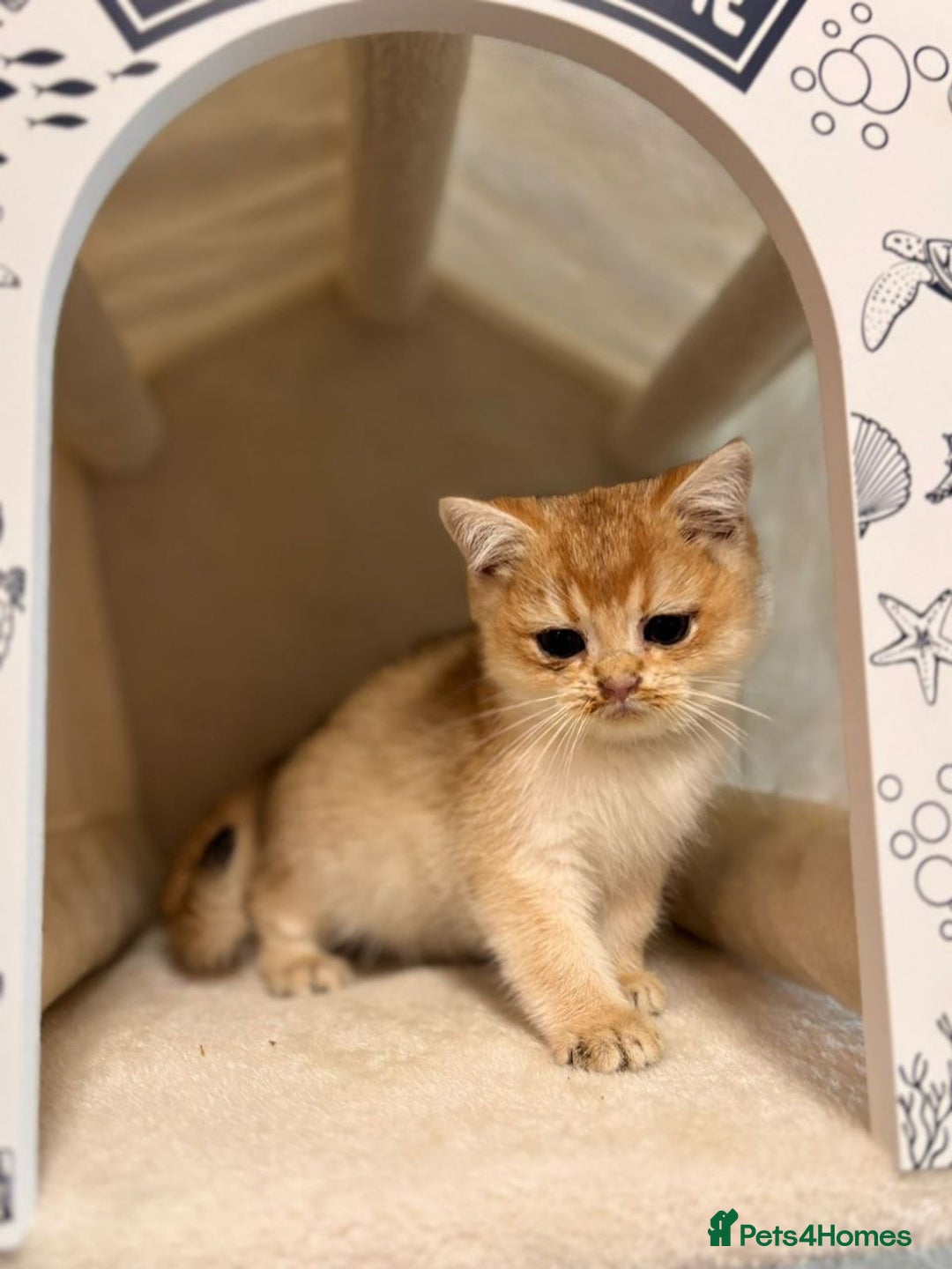 British Shorthair cats for sale: Charming British golden chinchillas - Advert 30