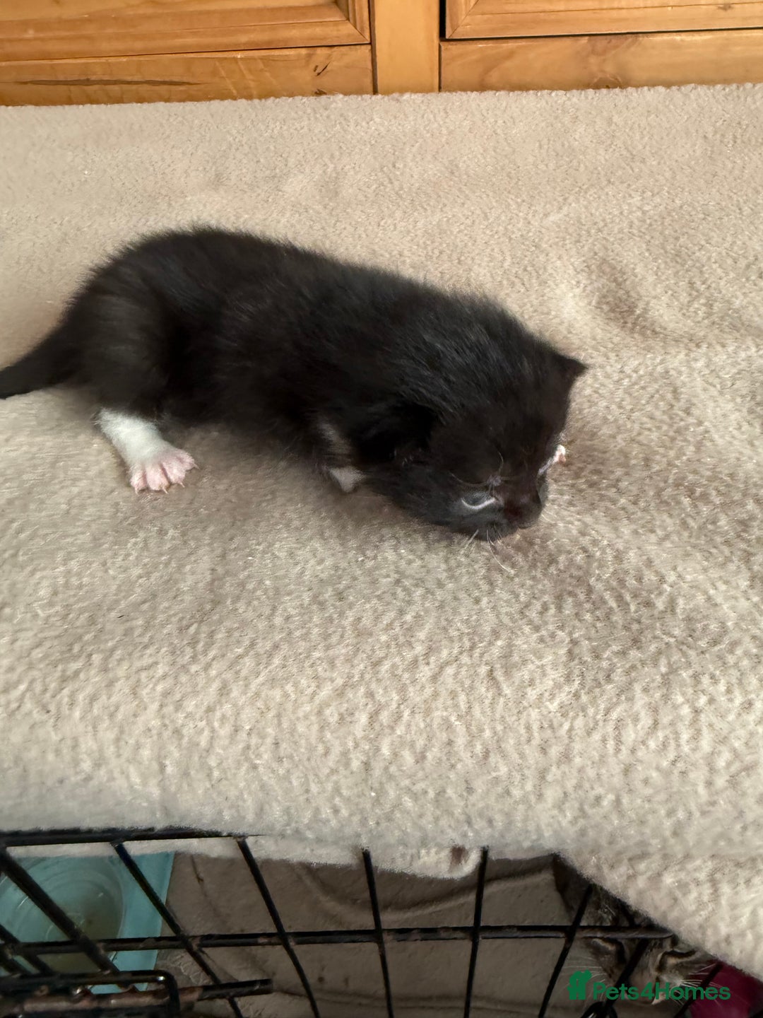 Mixed Breed cats for sale: Mixed breed tabby kittens  - Image 8