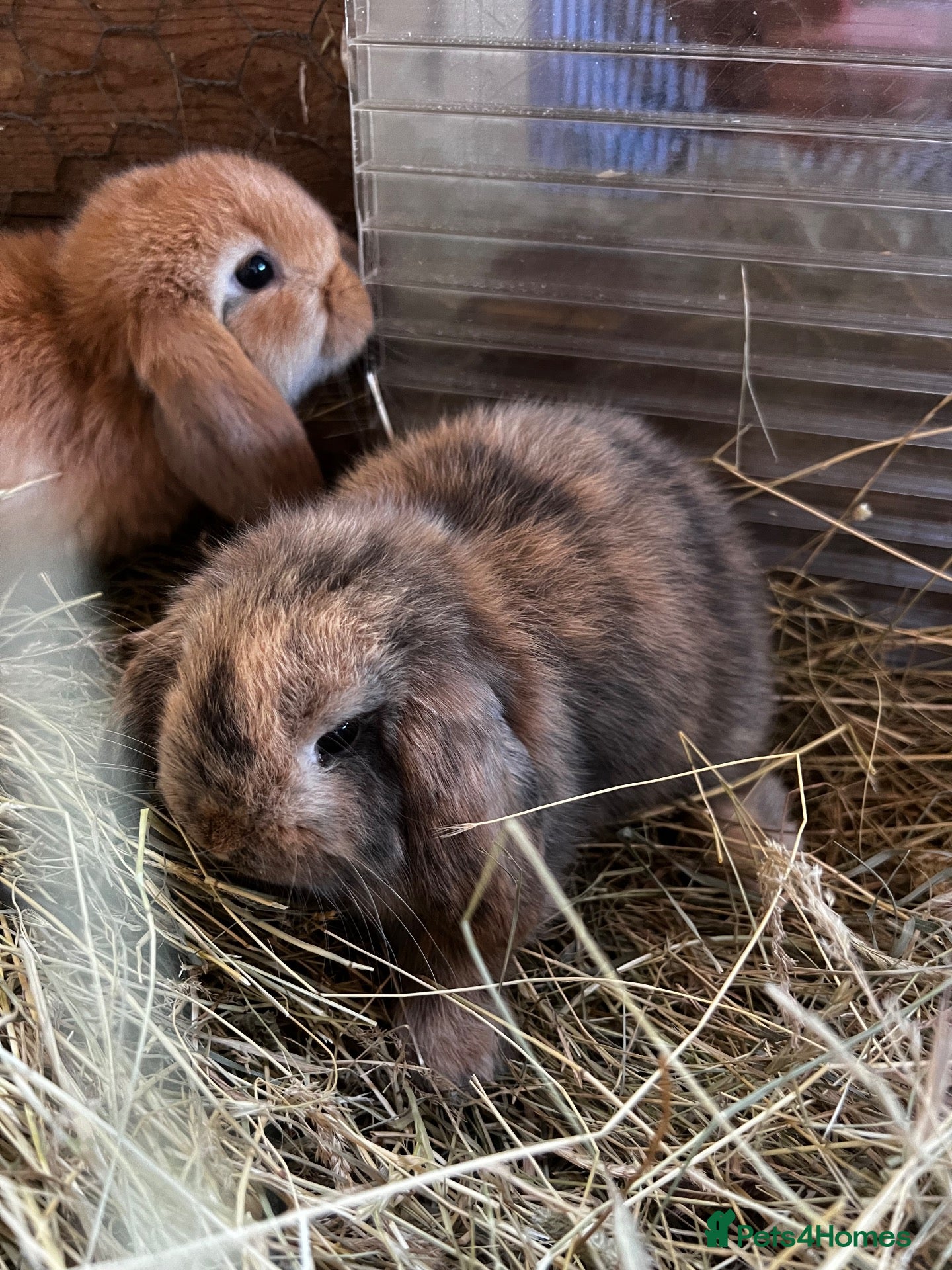 Mini Lop rabbits Baby mini lops rabbits  - Advert 2