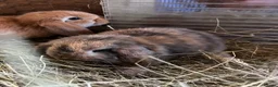 Mini Lop rabbits for sale: Baby mini lops rabbits  - Advert 2