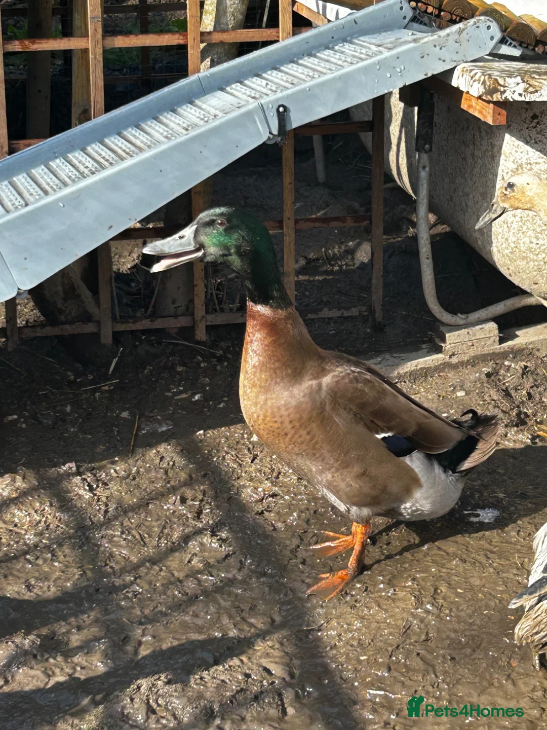 Ducks poultry for sale: Lovely drake in Newtown - Advert 1