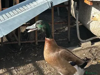 Ducks poultry Lovely drake - Advert 1