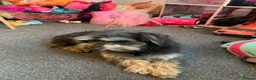 Mixed Breed dogs for sale: Jack shu for sale  - Advert 3