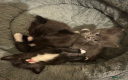 Ragdoll cats for sale: 2 male kittens (Half Ragdoll) - Image 5