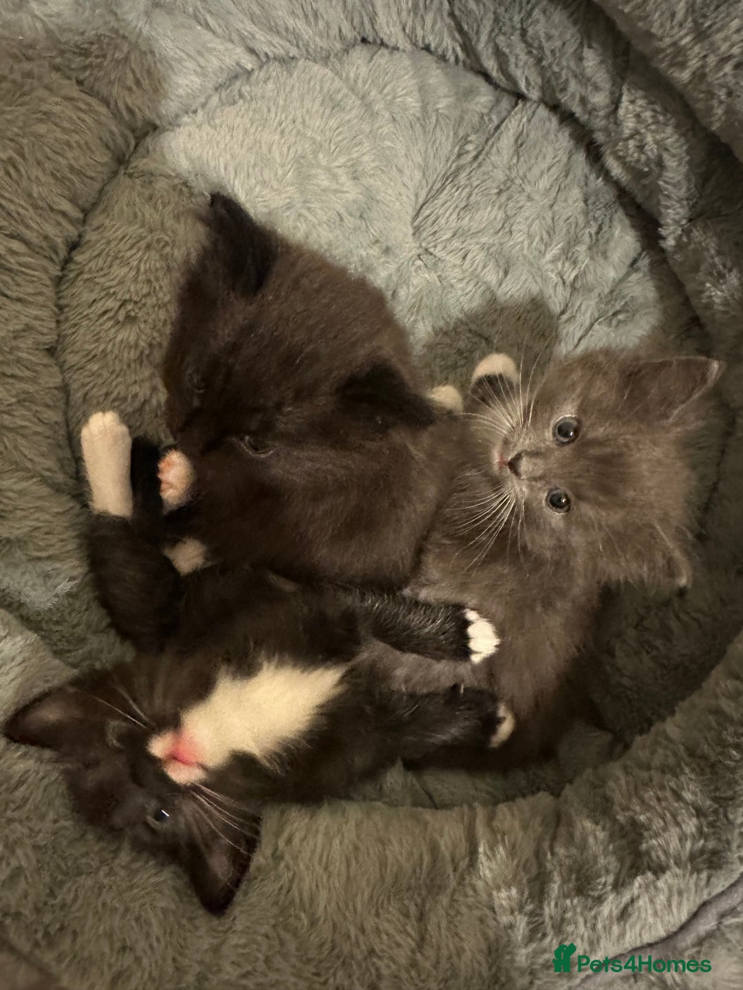 Ragdoll cats for sale: 2 male kittens (Half Ragdoll) - Image 5