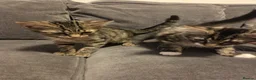 Mixed Breed cats for sale: Selling as pairs only in London - Advert 7
