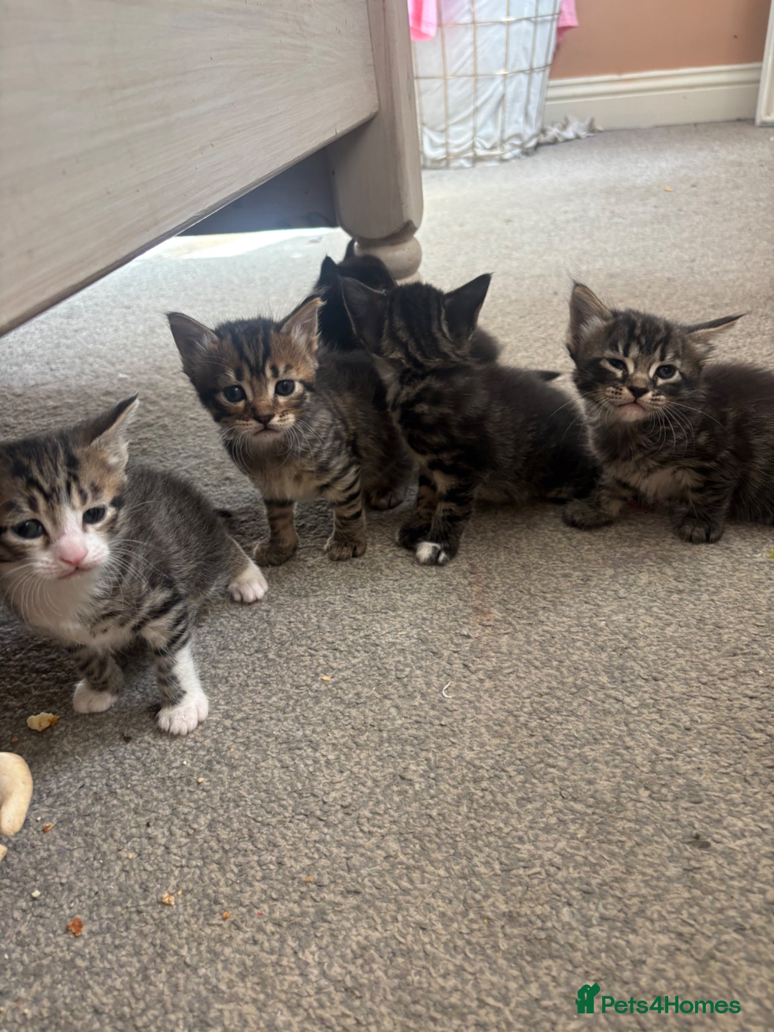 Mixed Breed cats for sale: Kittens!! in Boston - Advert 16