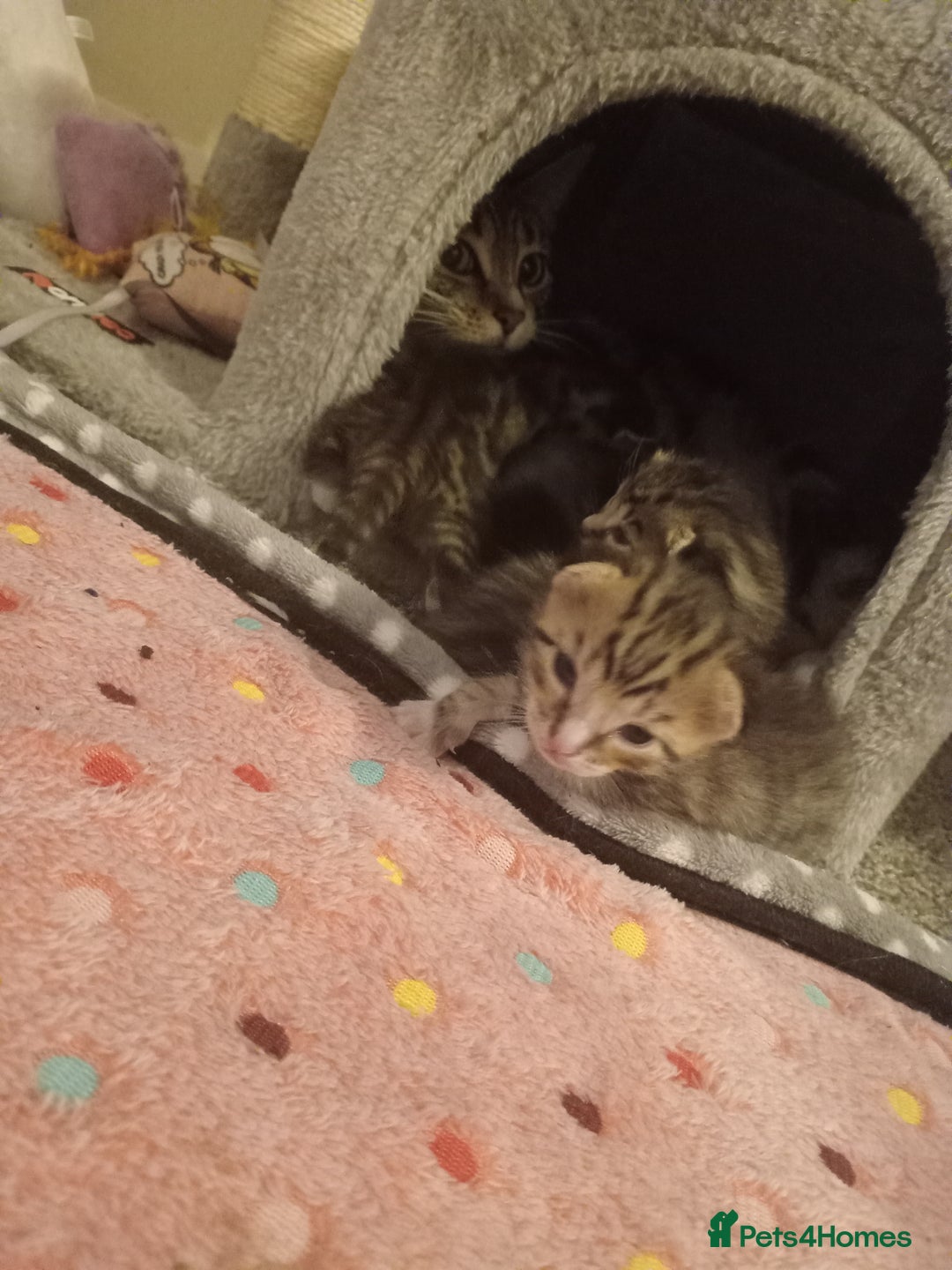 British Shorthair cats for sale: Kittens for sale x4 - Image 4