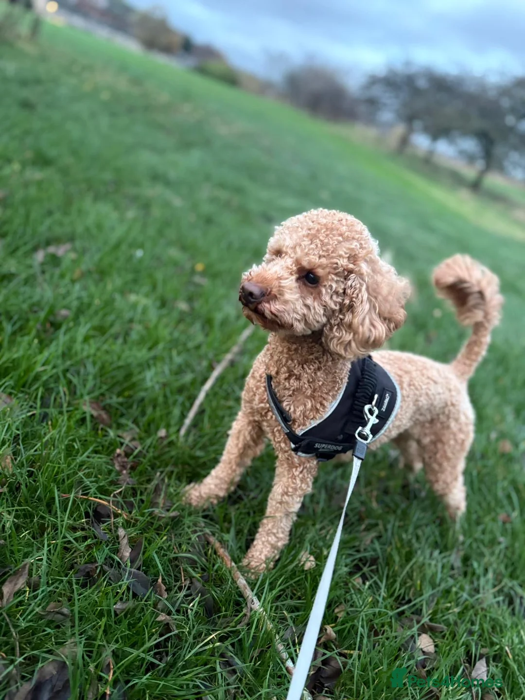 Toy Poodle dogs for sale: Male toy poodle for a good home - Advert 4