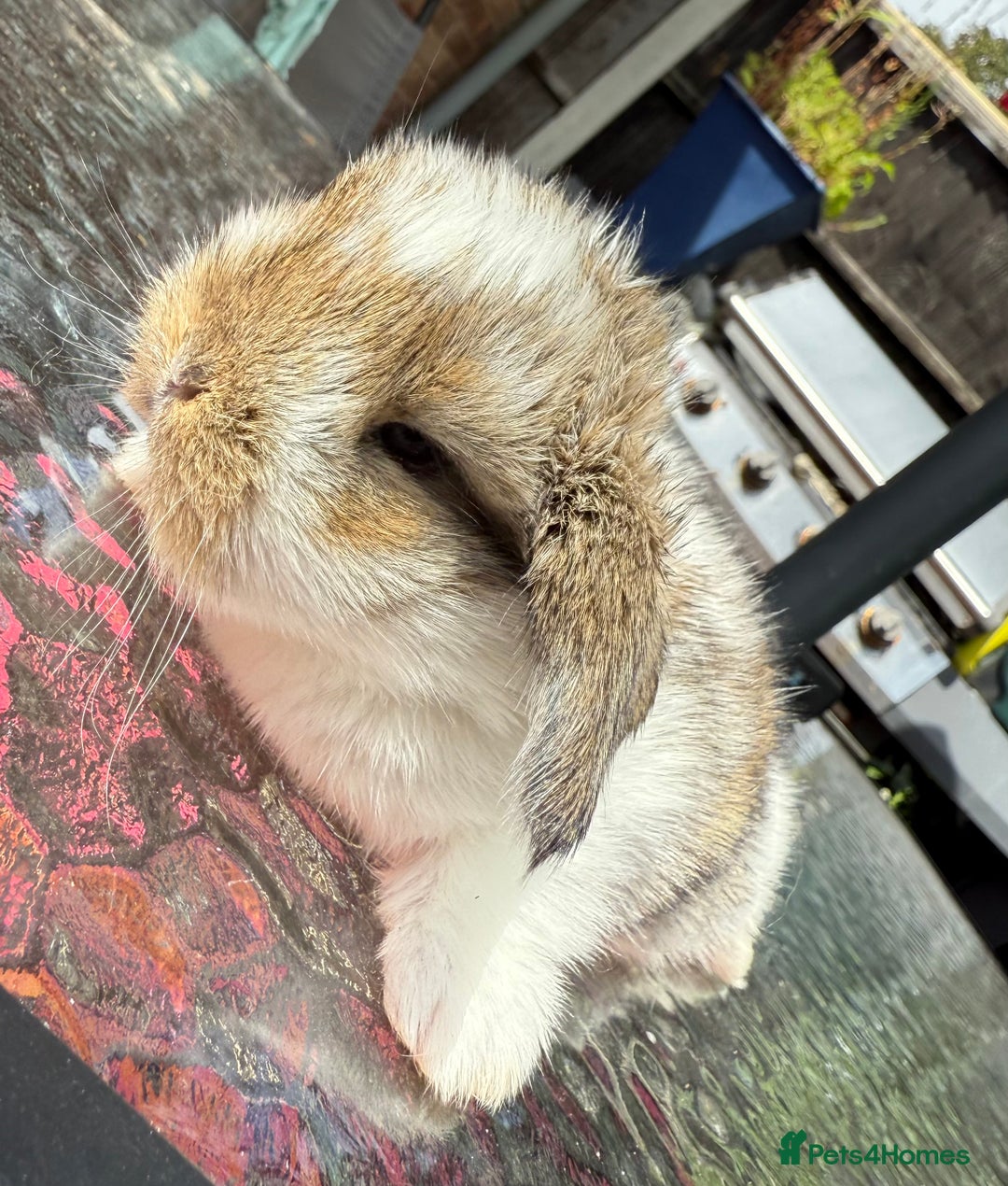 Mini Lop rabbits for sale: Agouti Butterfly Buck  - Image 2