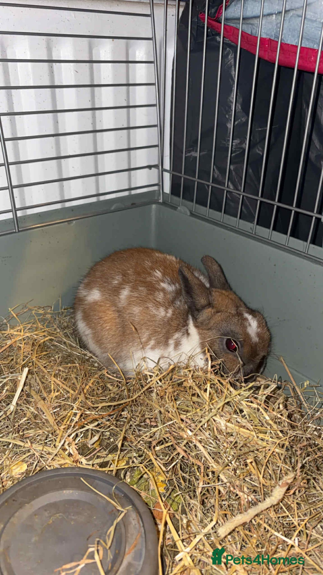 Mixed Breed rabbits for sale: Rabbit for sale - Advert 3