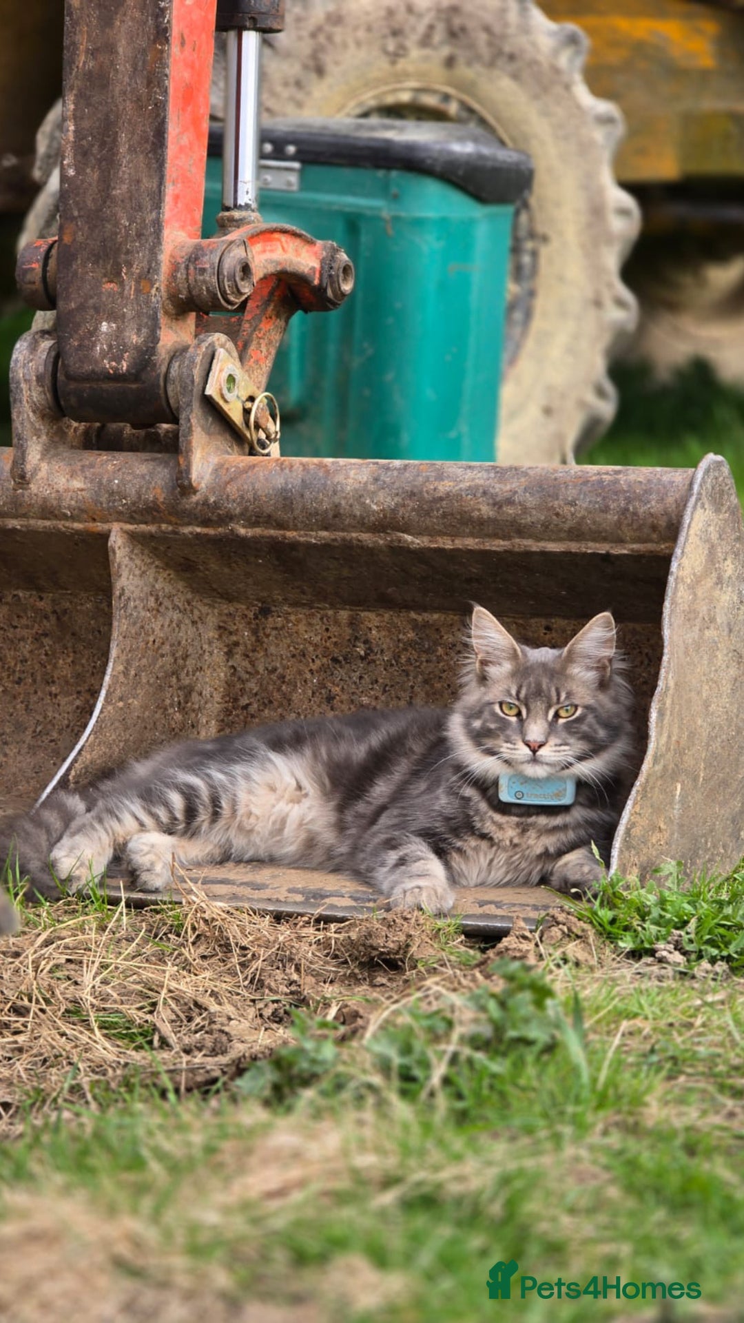 Maine Coon cats for sale: Gorgeous blue female Mainecoon  - Image 14