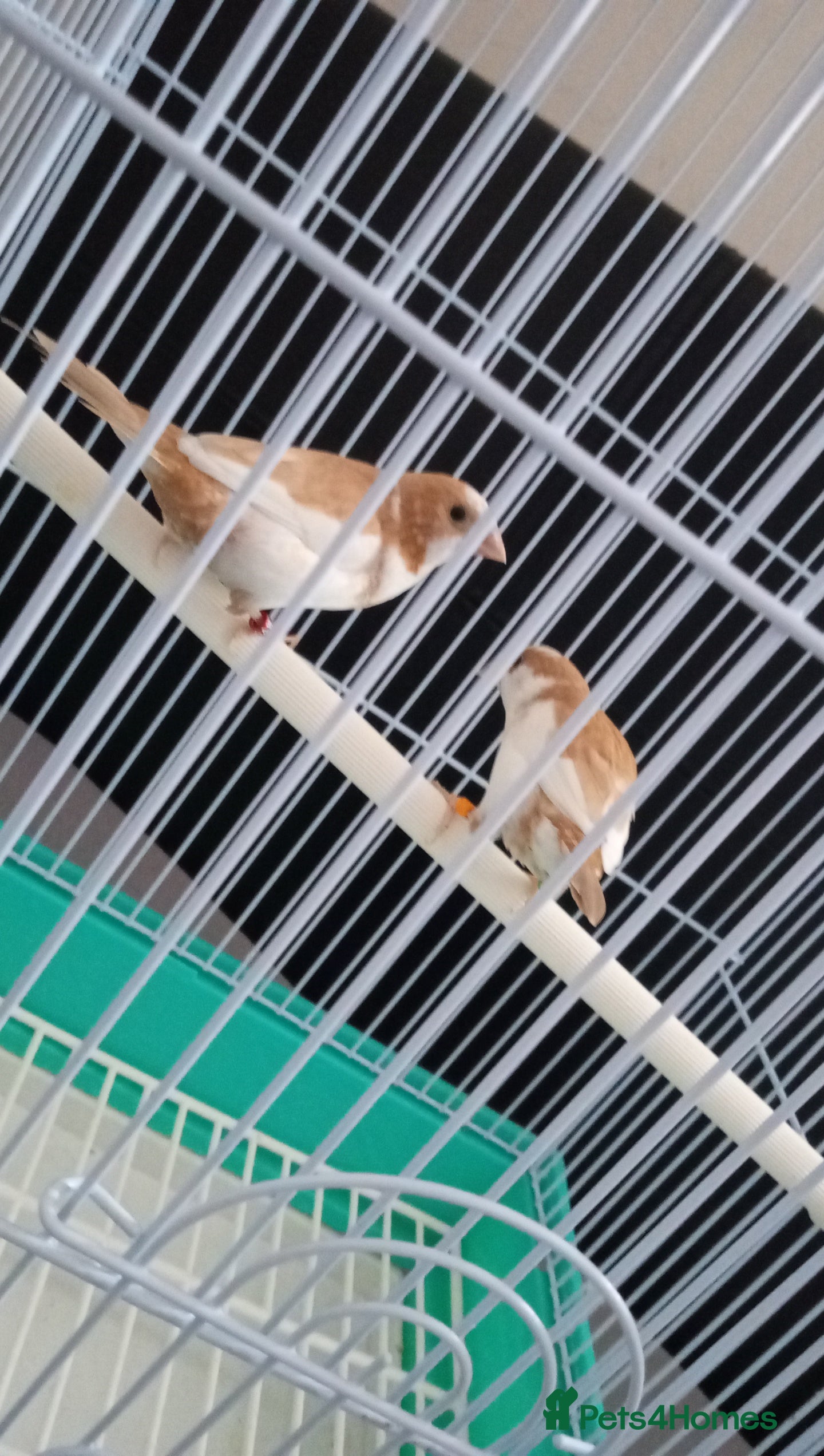 Finches birds 2 lovely finches with everything  - Advert 1