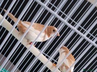 Finches birds 2 lovely finches with everything - Advert 1