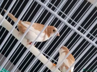 Finches birds 2 lovely finches with everything - Advert 1