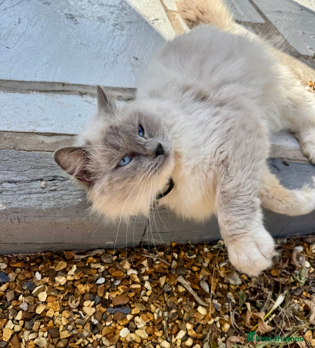 Ragdoll cats for sale:  ragdoll kittens  - Advert 13