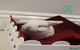 Mini Lop rabbits for sale: Adorable Purebred Baby Mini Lops - Image 13