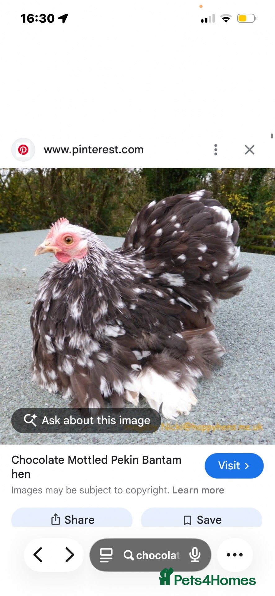Chickens poultry Chickens and bantam and hatching eggs  - Advert 3