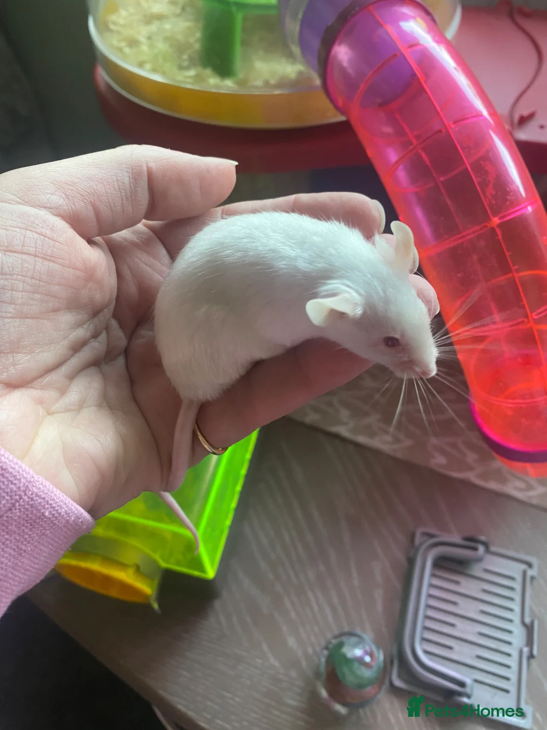 Mouse rodents for sale: Mouse in Sittingbourne - Advert 2