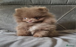 Pomeranian dogs for sale: Kc registered teddy bear pomeranians - Image 10