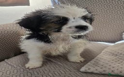 Mixed Breed dogs for sale: 6 jug x cavachon pups for sale  - Image 5