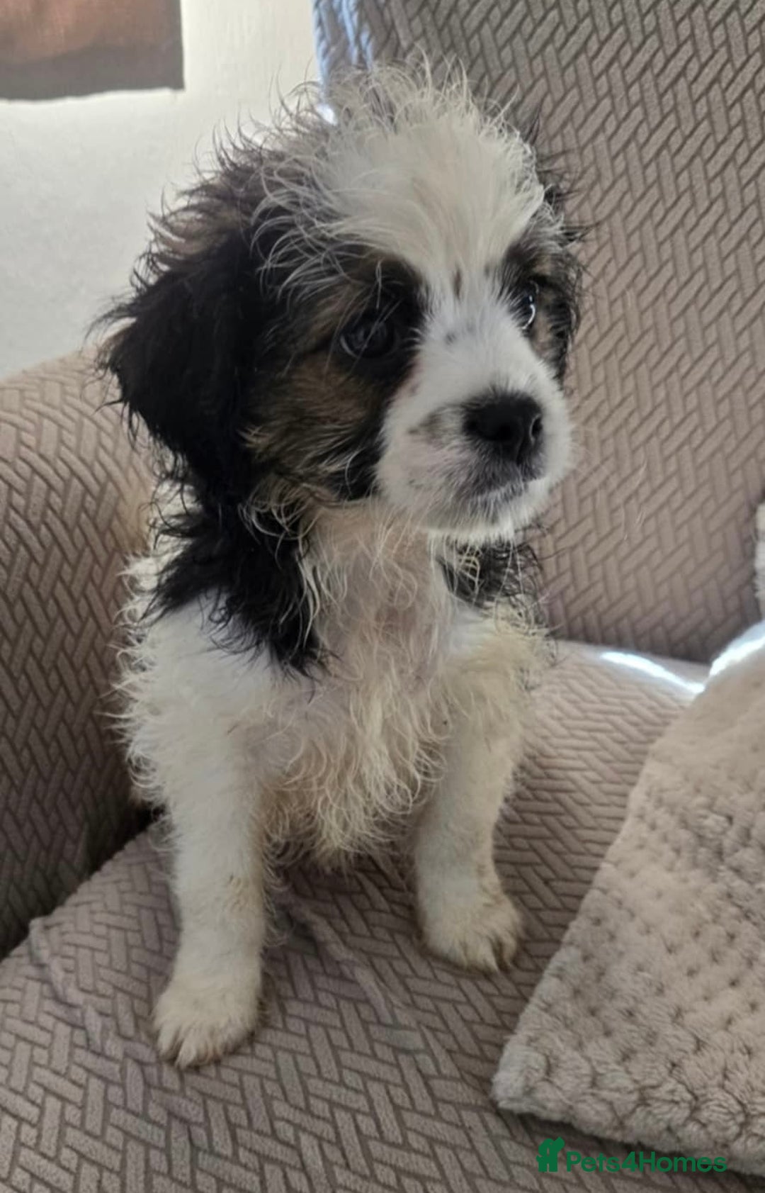 Mixed Breed dogs for sale: 6 jug x cavachon pups for sale  - Image 5