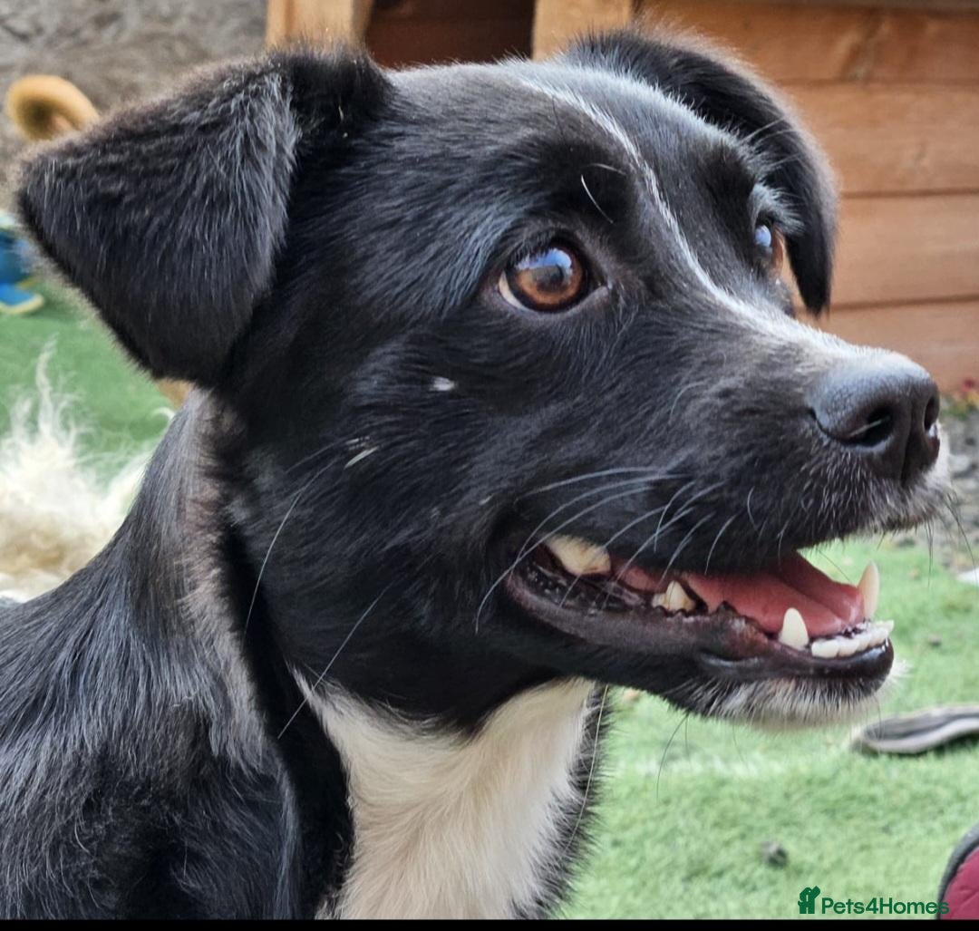 Mixed Breed dogs for adoption: Tulip. Small breed  - Advert 1