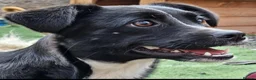 Mixed Breed dogs for adoption: Tulip. Small breed  in Lutterworth - Advert 1