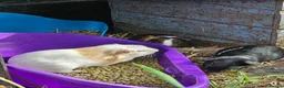 Guinea Pig rodents for sale: 8 male guinea pigs  - Advert 27