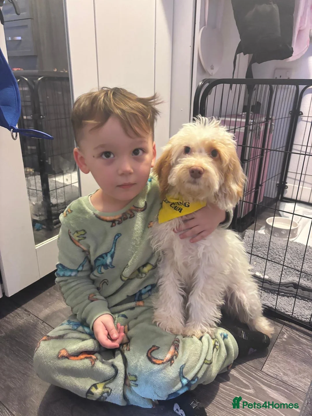 Cockapoo dogs for sale: Reluctantly selling my gorgeous puppy Brian  - Advert 2