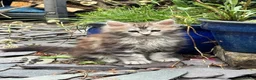 Maine Coon cats for sale: 3 beautiful maincoon kittens  - Advert 1