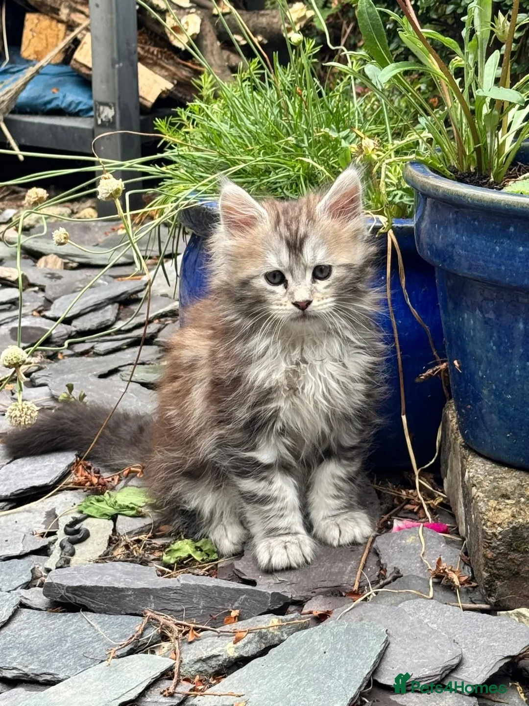Maine Coon cats for sale: 3 beautiful maincoon kittens  - Advert 1