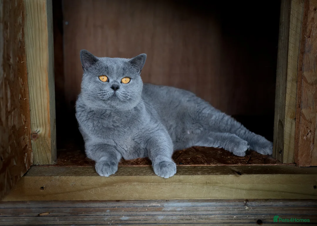 British Shorthair cats for stud: Blue Boy Blood Group B in Bridgend - Advert 2