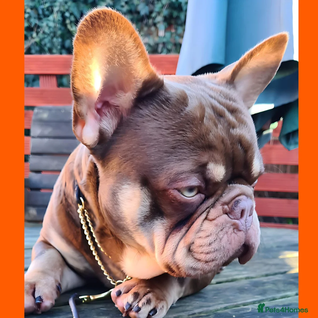 French Bulldog dogs for stud: 🐾⭐️New Shade Rojo tan RFG 0, 6 panel clear⭐️🐾 in Birmingham - Advert 4