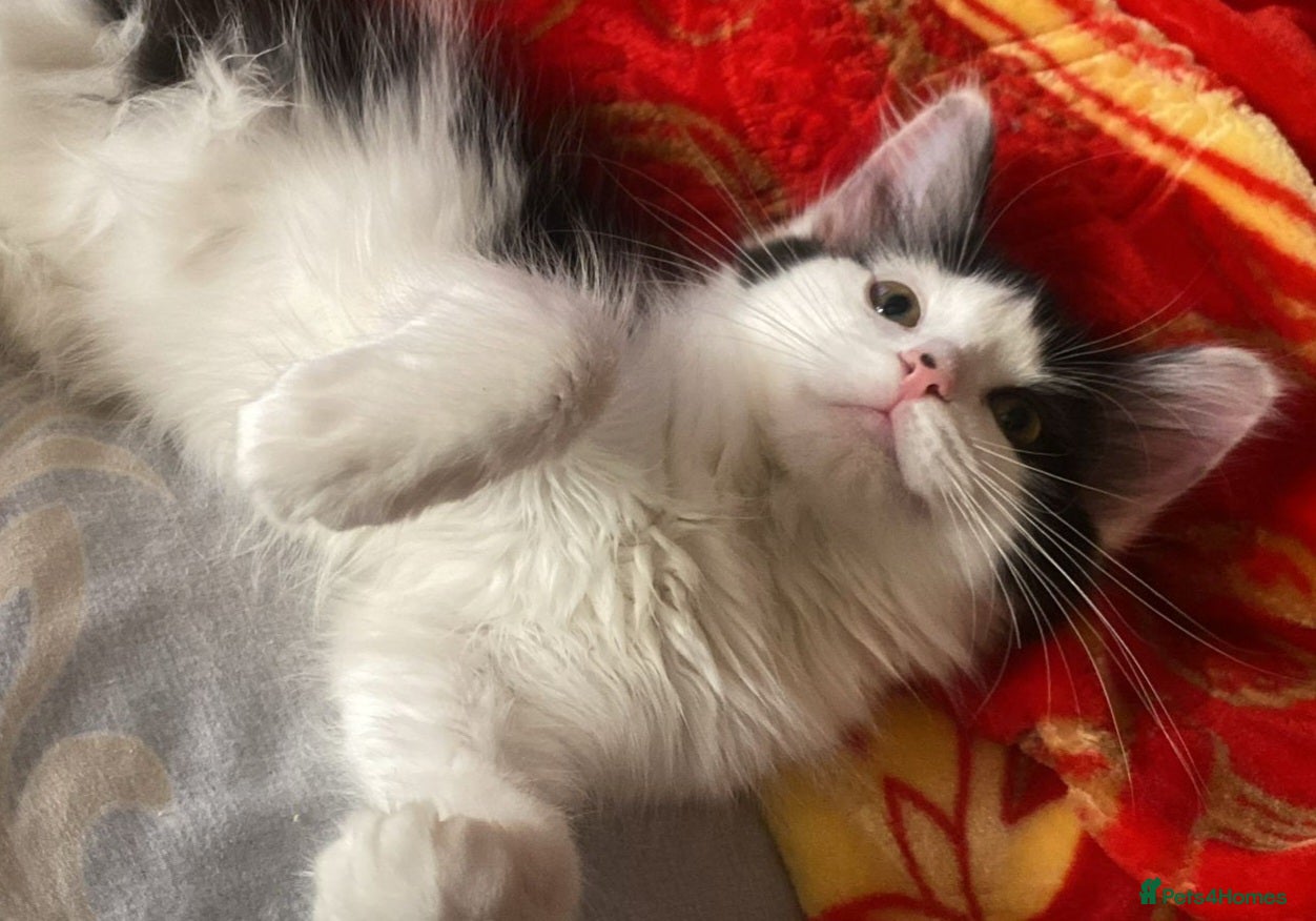 Mixed Breed cats 4 beautiful kittens= 1 female left - Advert 1