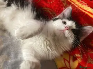 Mixed Breed cats 4 beautiful kittens= 1 female left - Advert 1