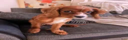 Cavalier King Charles Spaniel dogs for sale: Male Ruby Caviler King Charles - Advert 3