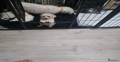 Bichon Frise dogs - Advert 7