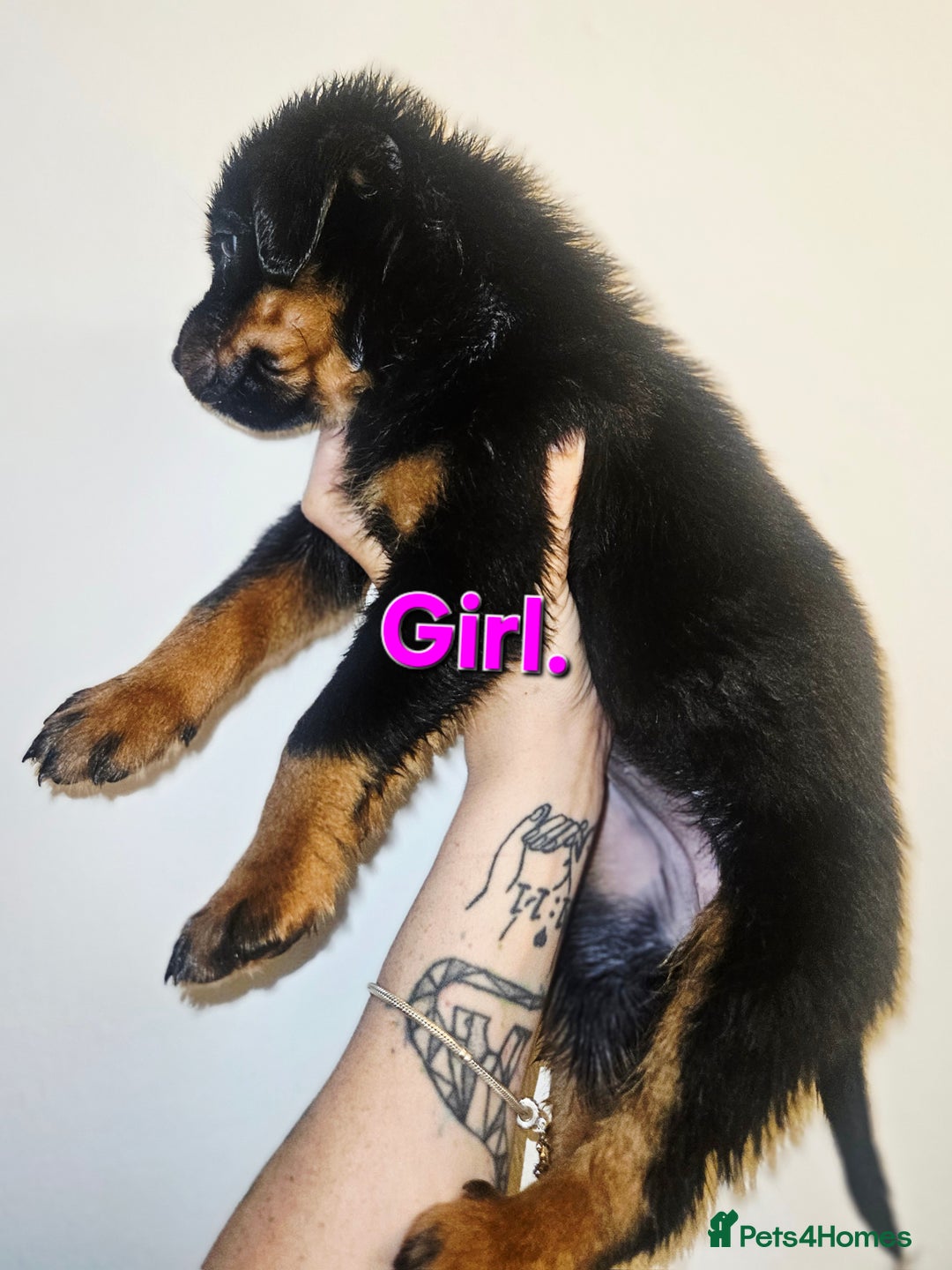 Rottweiler dogs for sale: READY NOW- Beautiful Rottweiler Puppies - Image 33