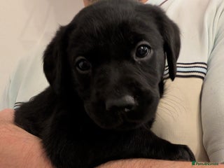 Labrador Retriever dogs Gorgeous KC registered black labrador puppies - Advert 12