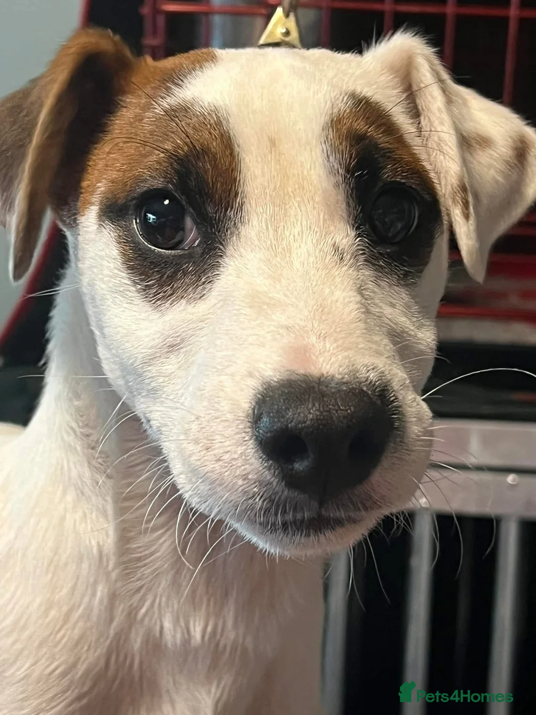 Parson Russell dogs for sale: 17 month old PRT male in Dundee - Advert 2