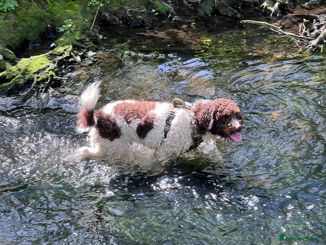 Lagotto Romagnolo dogs for sale: Litter of Hypoallergenic Lagotto/ not cockapoo  - Image 5
