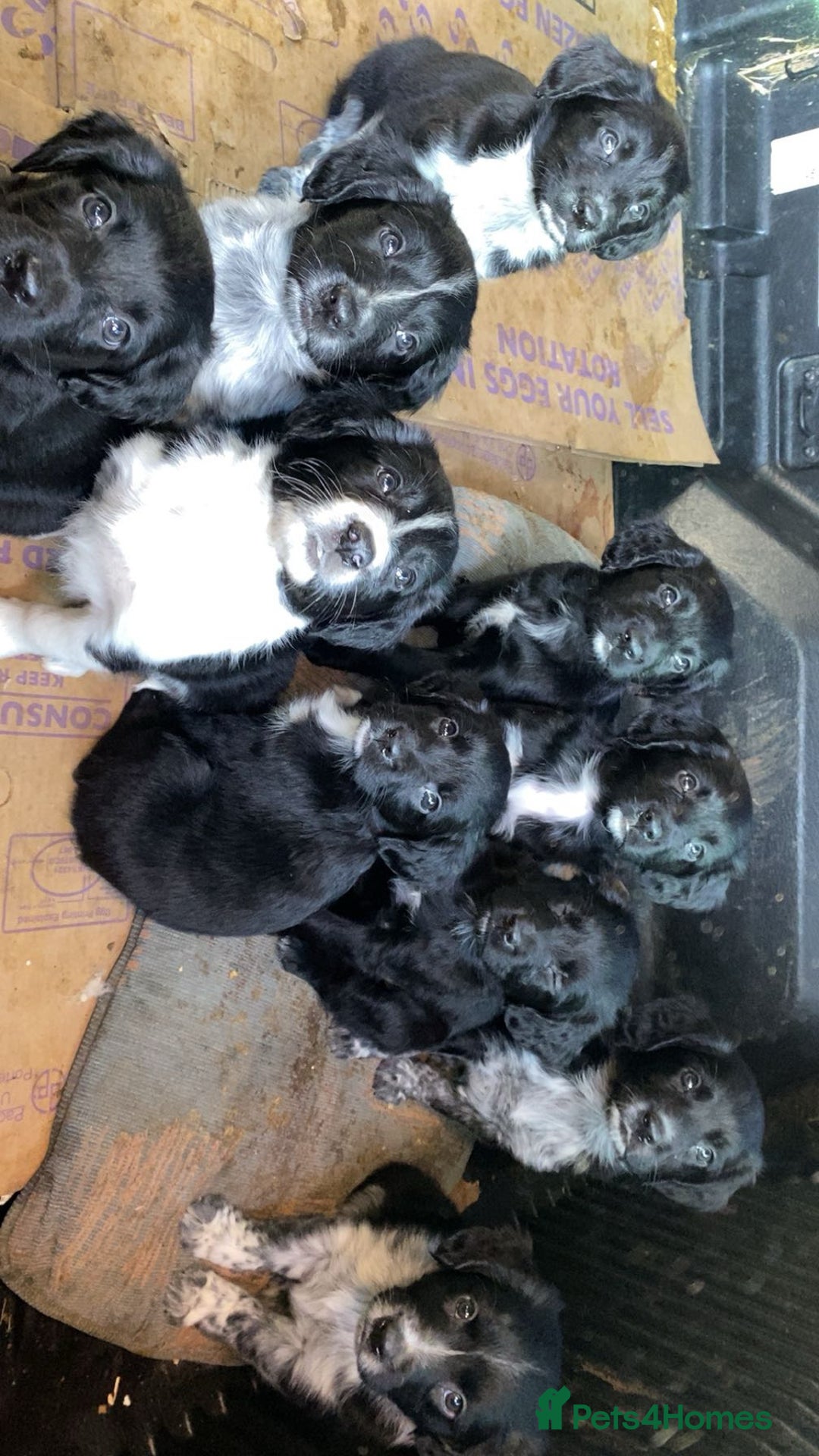 Mixed Breed dogs for sale: Cocker x collie puppies  - Advert 1