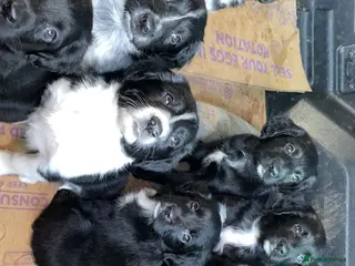 Mixed Breed dogs Cocker x collie puppies - Advert 17